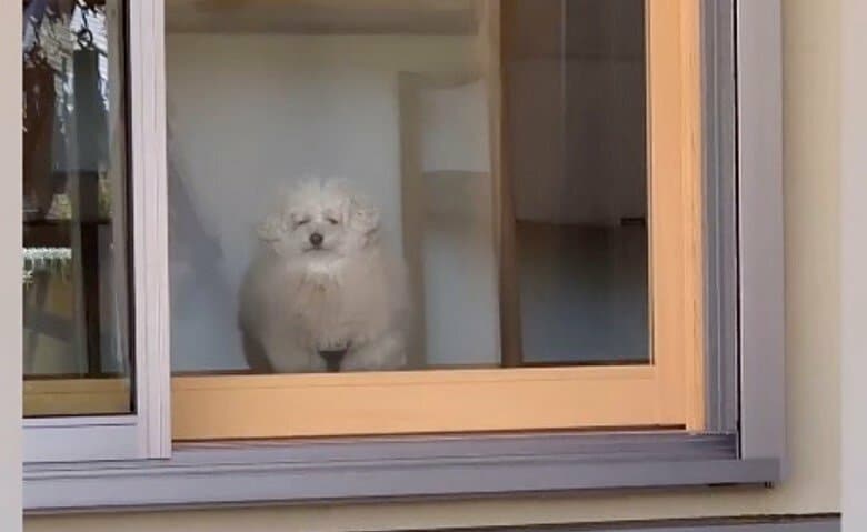 「表情が神々しい」家の中から飼い主をジーッと見つめる犬が可愛い…寂しがり屋なのか普段の様子を聞いた｜FNNプライムオンライン