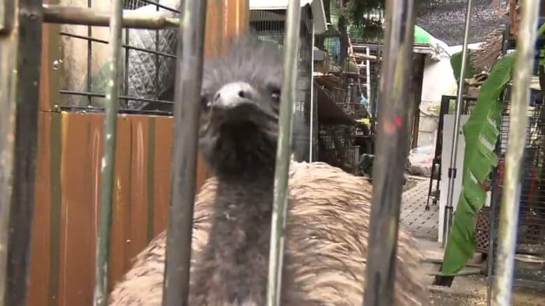 【速報】体長約2メートルの「エミュー」が逃走も確保　目撃した人は「ダチョウ」と110番通報も逃げたのは「エミュー」だった　滋賀・守山市｜FNNプライムオンライン