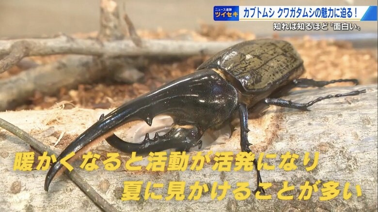 昆虫好き必見！ 体の一部分だけオス？珍しい個体も！？　巨大アゴにツヤツヤの体…奥深いカブト・クワガタの世界【広島発】｜FNNプライムオンライン