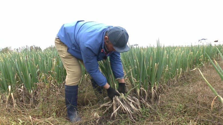 挑戦の舞台はリングから畑へ 異例の転身を遂げた元格闘家が秋田で育てる「全国どこにもない」と評される“極甘ネギ”|FNNプライムオンライン