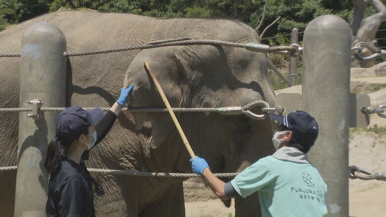 ゾウの採血やキリンの“爪切り”も 動物の健康管理は“受診動作訓練”から 動物園の獣医は休園日も大忙し【福岡発】｜FNNプライムオンライン