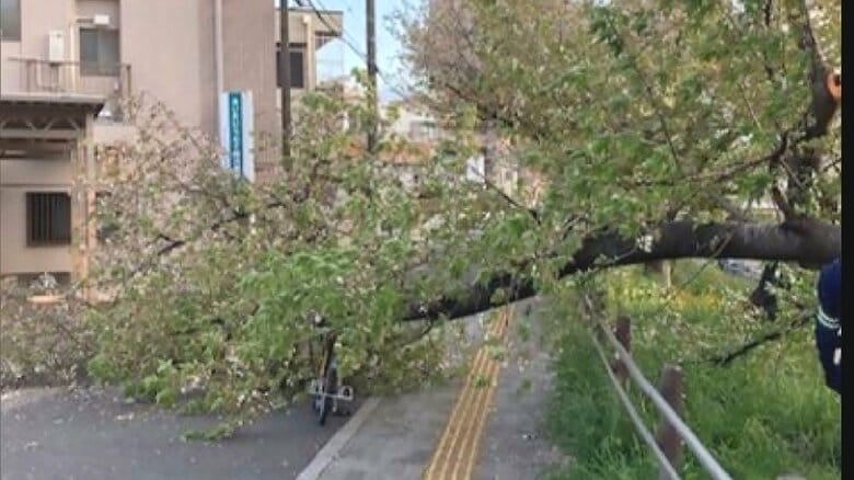 女性乗った自転車を直撃…“日本さくら名所100選”の川で大きな枝が折れて横倒し 各地で進む老齢化に対策急務｜FNNプライムオンライン
