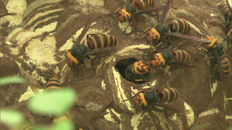 “スズメバチハンター”に密着　初秋は特に攻撃性が高く刺される時期…ハチが近づいてきたら？もしもの時の対処法【福島発】｜FNNプライムオンライン