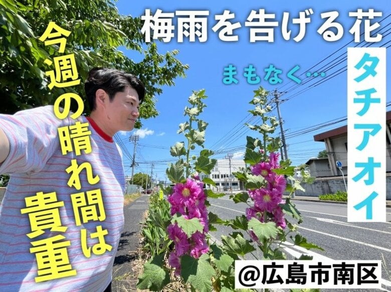 【広島の天気】6/5(木)もカラっと晴れて強い日差し継続＆真夏日の地点増加へ 北部は朝の冷え込み注意｜FNNプライムオンライン