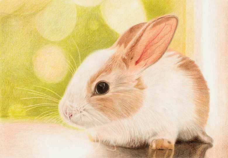 色鉛筆で描かれた ウサギの絵