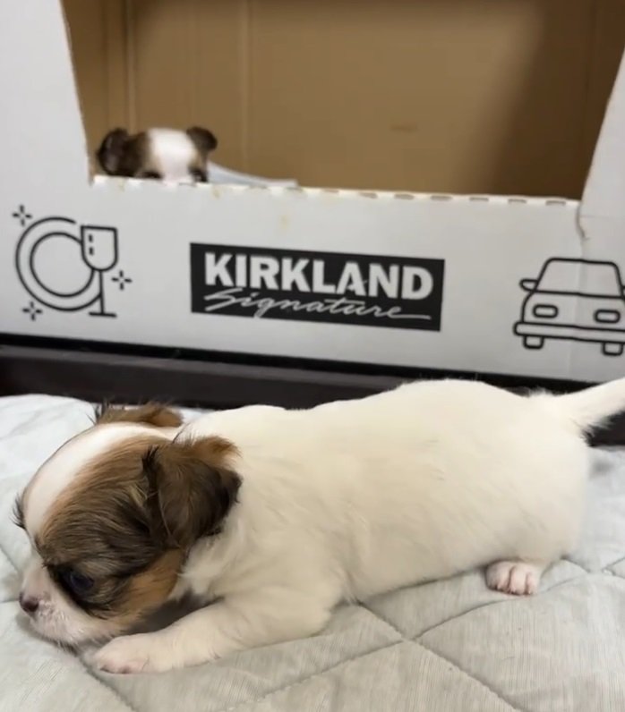 「産箱」から脱走する子犬ちゃん