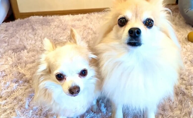 一緒に暮らしている子に飼い主さんが報告（左：店長ちゃん　右：八丁目ちゃん）