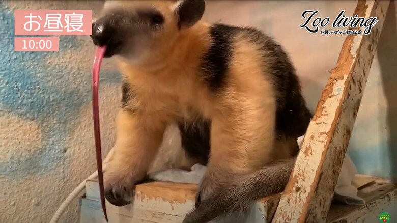 実は舌が長い（伊豆シャボテン動物公園のYouTubeより）