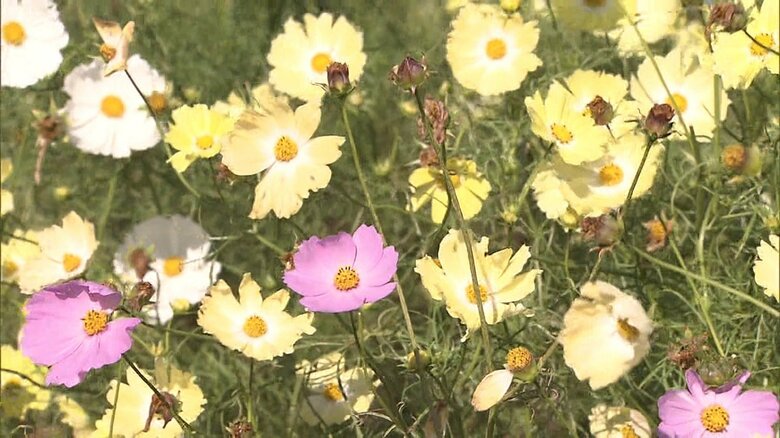 昭和記念公園のコスモス　2015年11月撮影