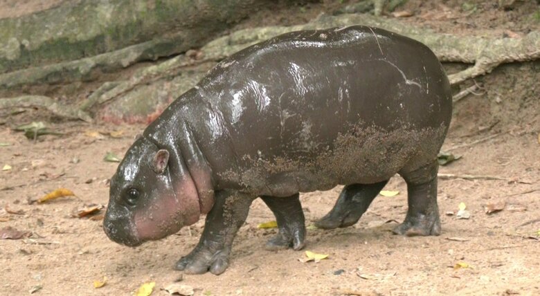 7月に誕生したコビトカバの赤ちゃん ムーデン (khao kheow open zoo)