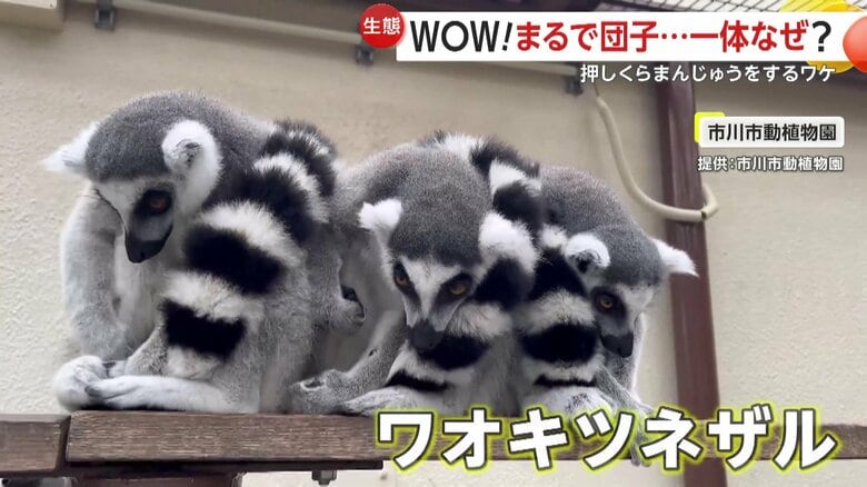 くっつき合うワオキツネザルたち（千葉・市川市の「市川市動植物園」）