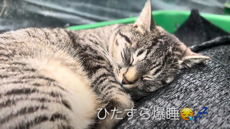 コタローくんの日常（6）