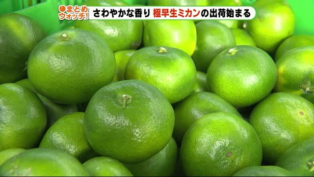 「糖も高いし、酸も切れてる」極早生ミカンの出荷始まる 静岡・沼津市