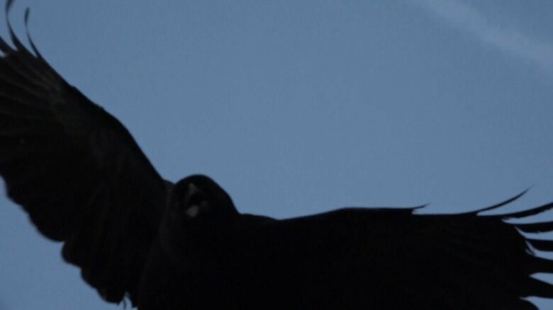 取材スタッフに襲いかかるカラス