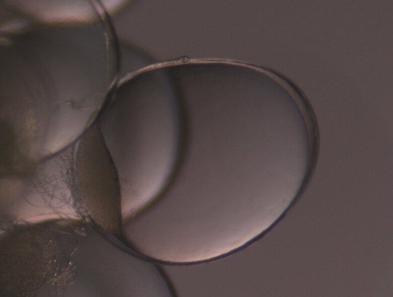 サンマ卵内発生過程1日目（画像提供：アクアマリンふくしま）