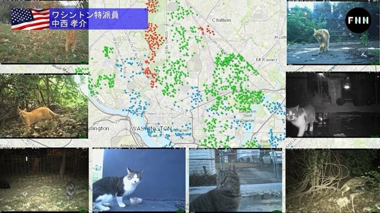 1530台のカメラを使い、3年かけてワシントン中の猫を数えた