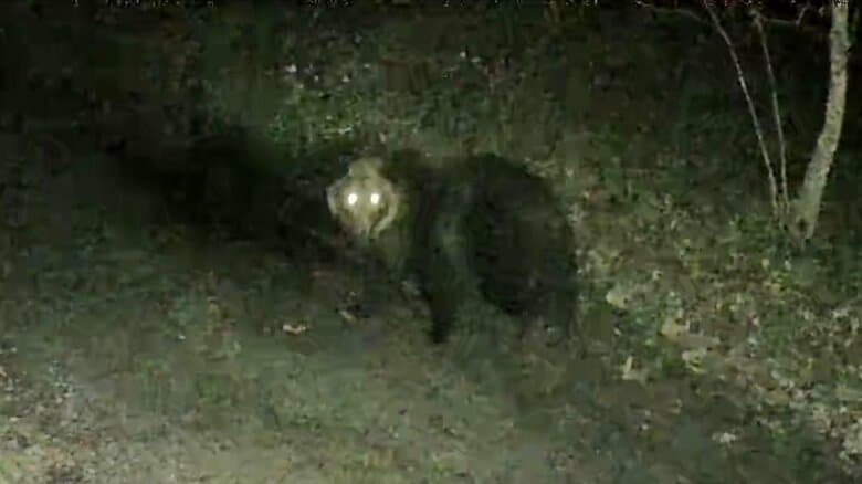 監視カメラがはっきりとクマの姿を捉えた（提供：サケのふるさと千歳水族館）