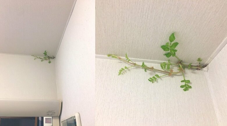 発見から6日目（8月13日）