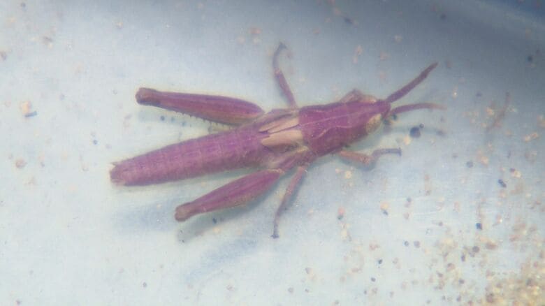 ピンクのバッタ