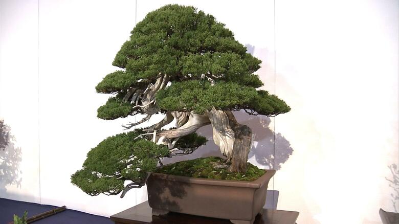 国風賞に選ばれた永田公一さんの「真柏」