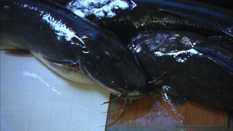 ベトナムのナマズ