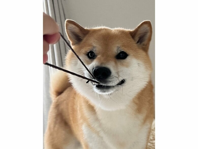 提供：柴犬ふう太さん