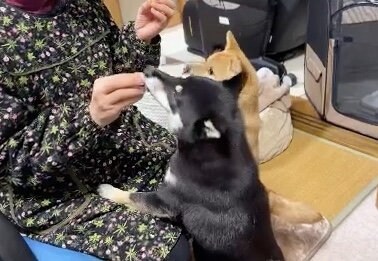 提供：豆柴あさのんさん