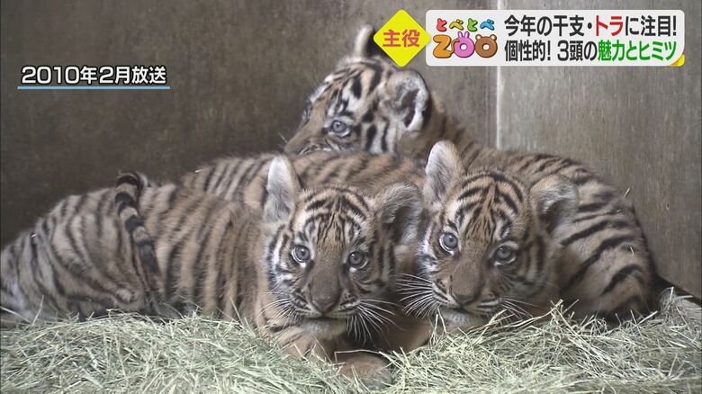 小さいころの「ダイ」と「オウガ」