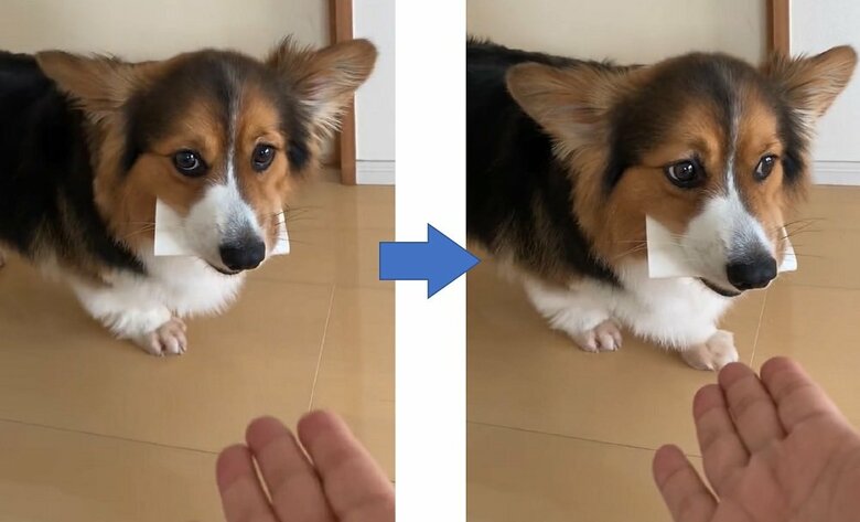 トイレットペーパーの芯をとったルークくん