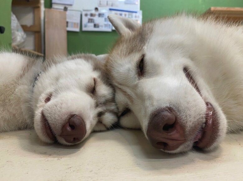 提供：ココとイチのままちゃん