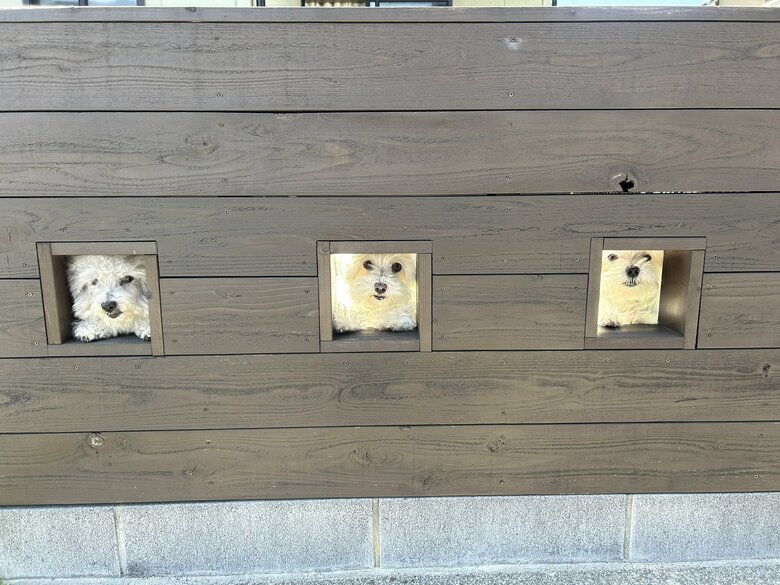 （画像：飼い主さん提供）