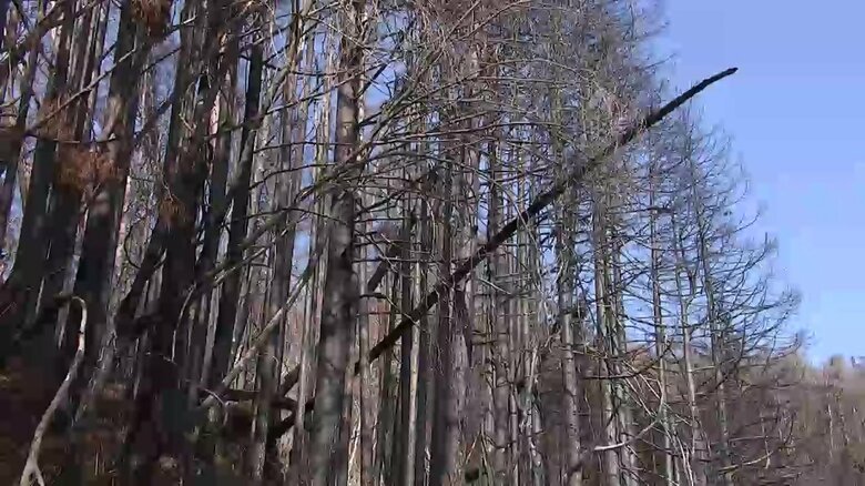 火災により枯死し倒木の危険性