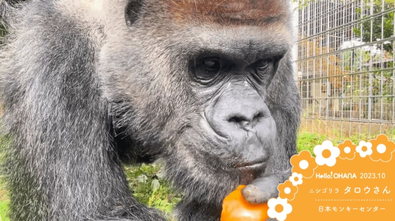 エサを食べるゴリラ・タロウさんの動画が出資者に届いた