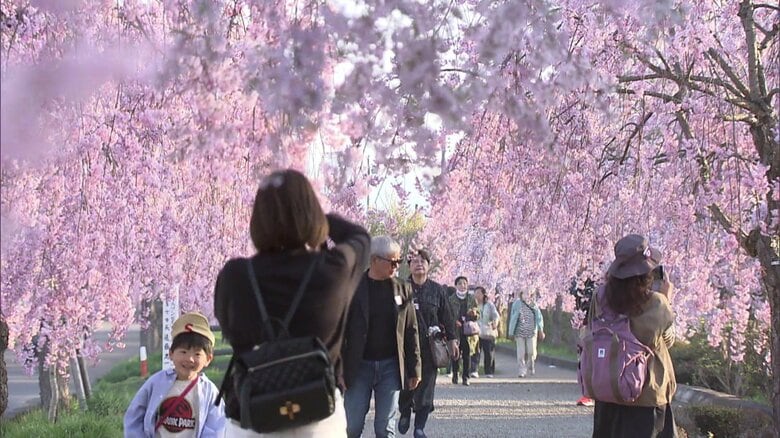 様々な表情を見せる桜並木
