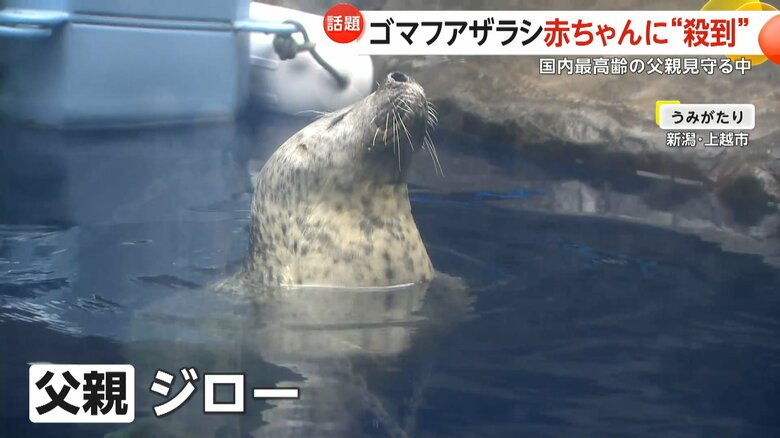 父親デビューを果たした国内最高齢"41歳”のゴマフアザラシ・ジロー