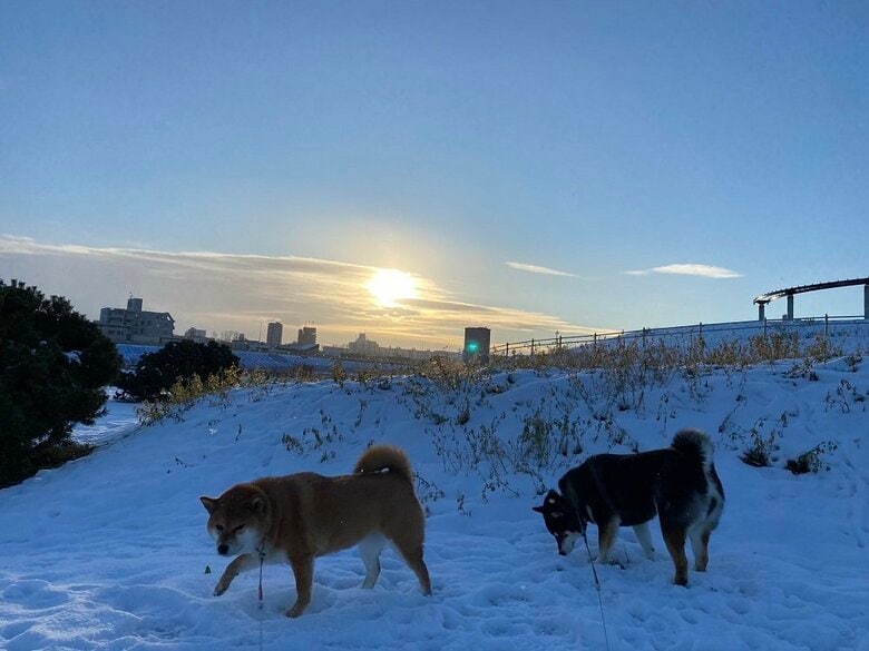 冬の散歩が大好きな2匹