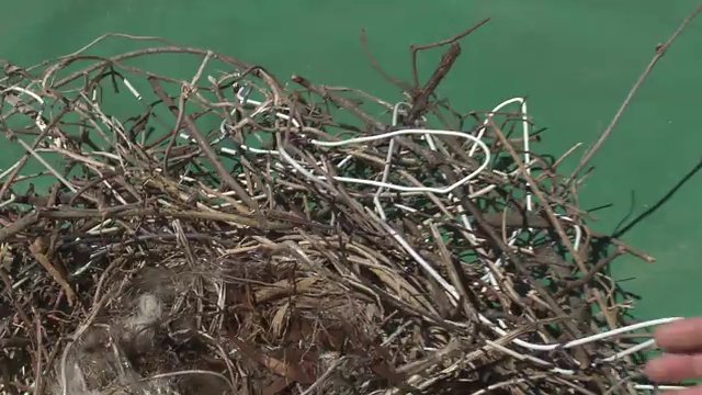 巣には小枝に混ざりハンガーの針金も