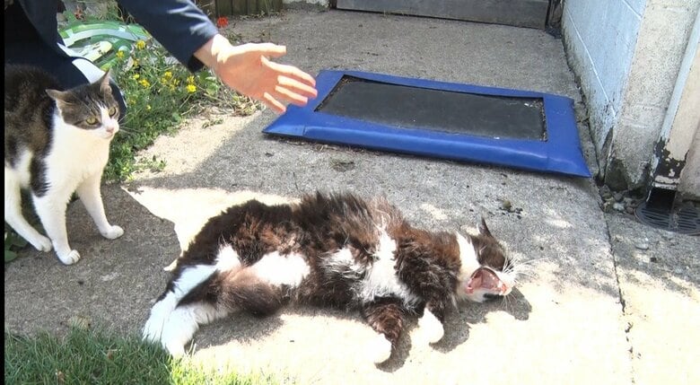 庭先で日なたぼっこする猫も