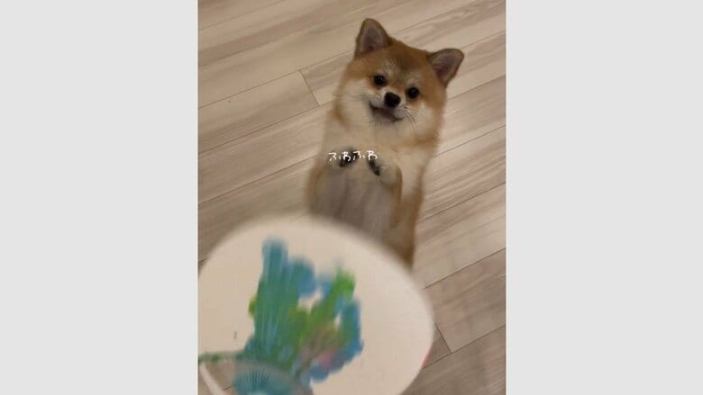 もこまるくん。後ろ足だけで立つと…