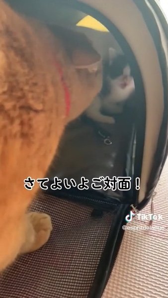 提供：エンとちぃさん