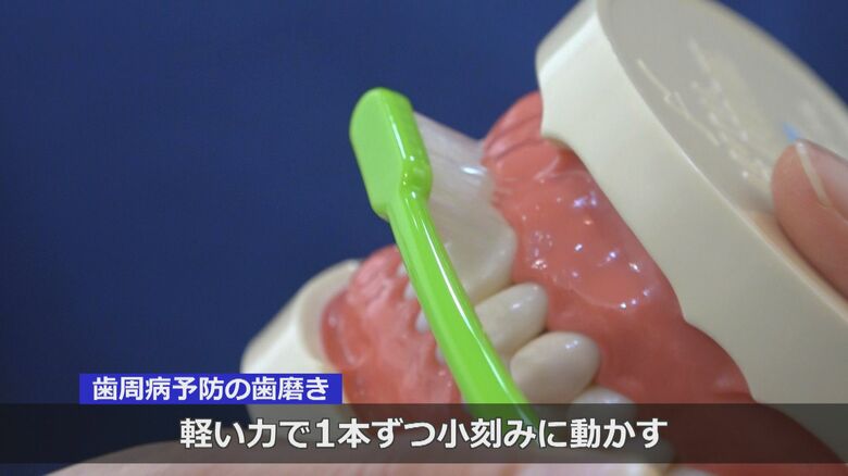 歯と歯茎の間の歯を磨くイメージ