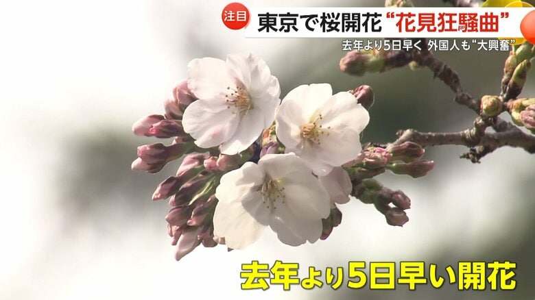 23日に気象庁が開花を確認した東京・靖国神社の桜