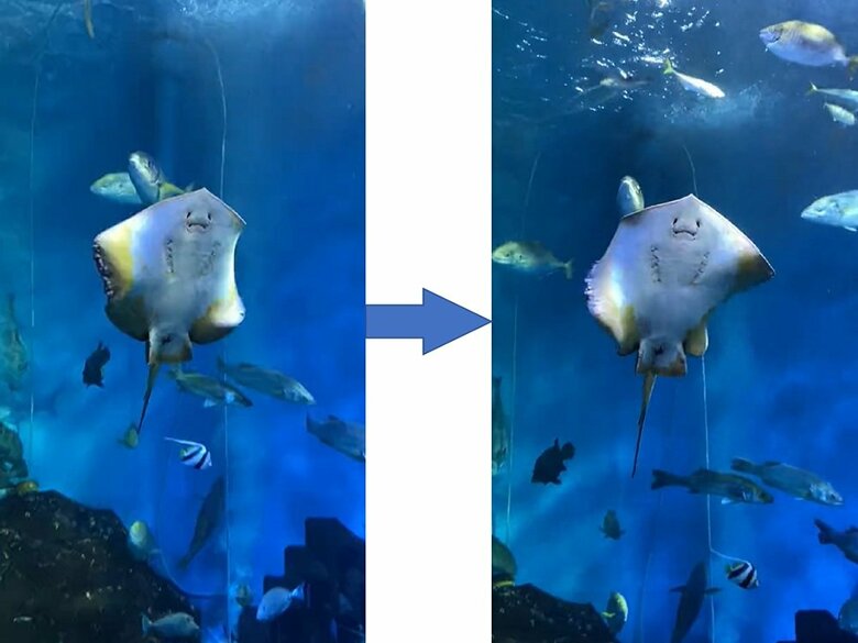 ヒレをひらひらと優雅に泳ぐエイ（提供：えるぱそさん）