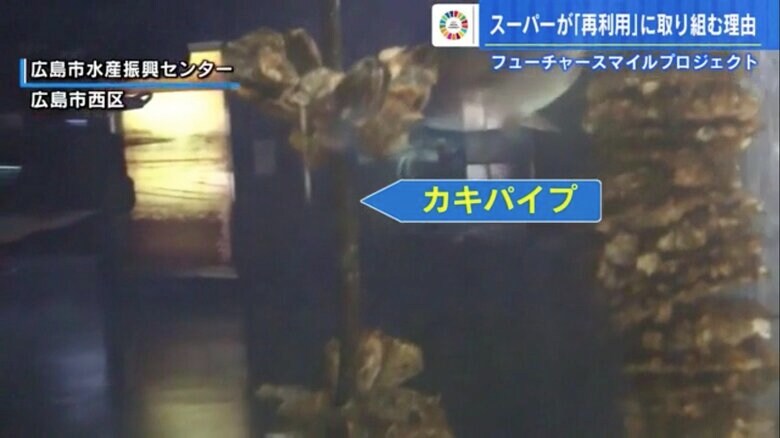 貝殻をいかだから海中につるすためにパイプを使う