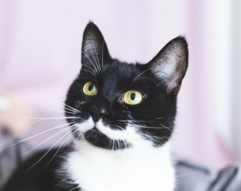 「白い口髭」（画像はイメージ）