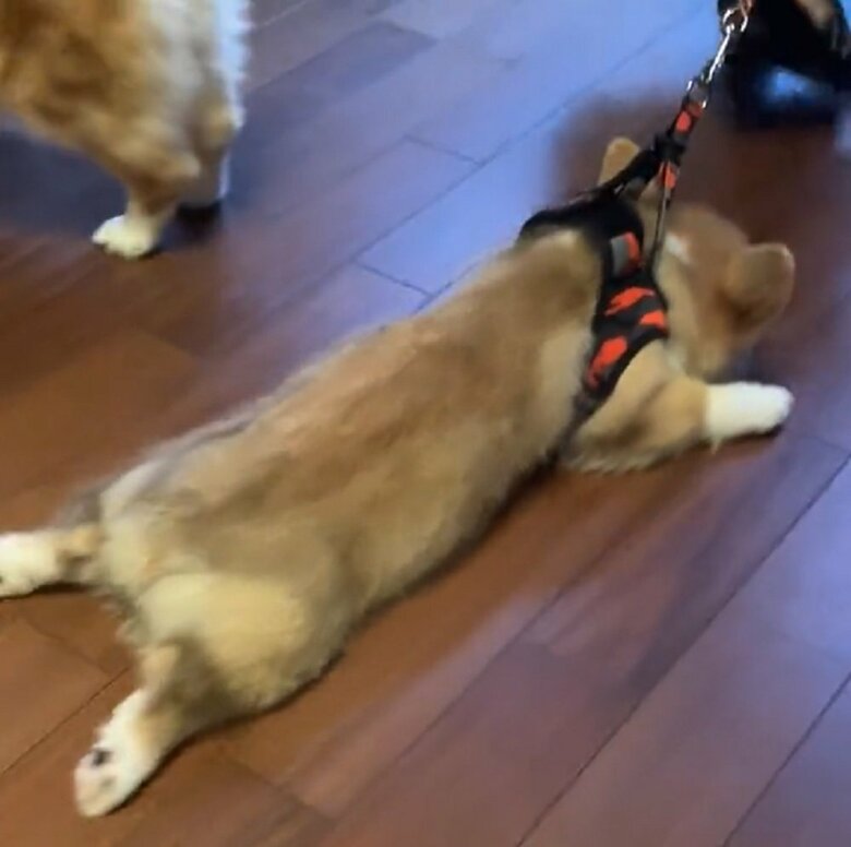 モップのように引っ張られるコーギー