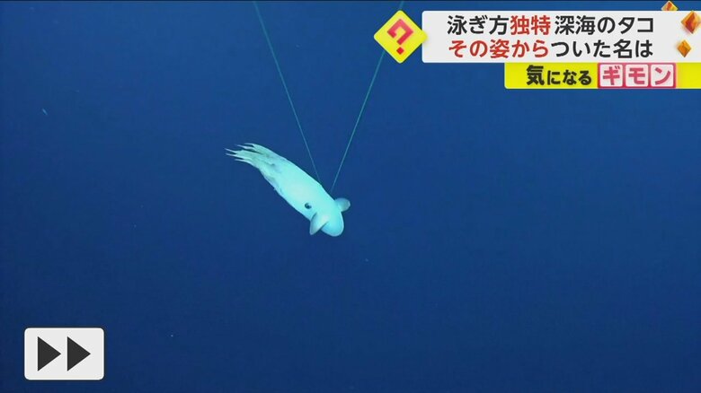 頭についている耳のようなものを動かして泳ぐダンボオクトパス②