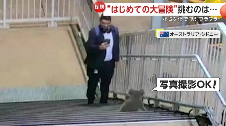 通りすがった人の写真撮影にも快く応じるコアラ