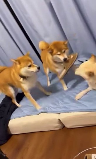 提供：柴犬ポポ(7)リブ(4)ラム(4)さん