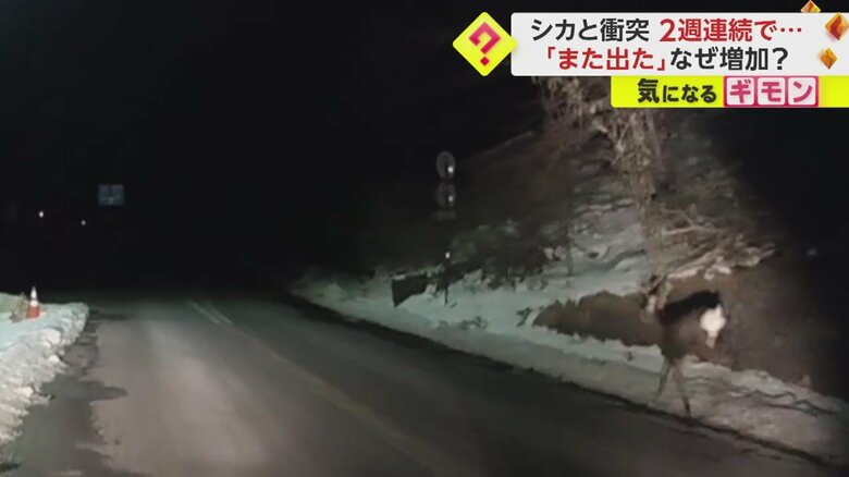 【ドライブレコーダー画像】シカと車の“衝突事故”の一部始終⑪